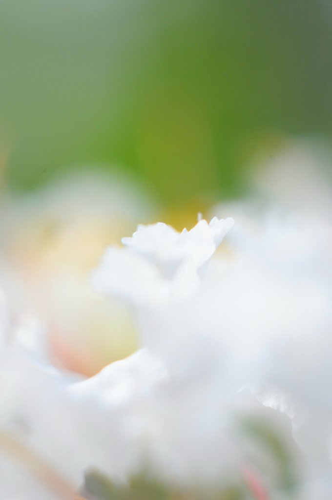 Nikonの接写リングpk 13を買いました マクロの世界を楽しむ Amedia Online Nikonの接写リングpk 13を買いました マクロの世界を楽しむ Amedia Online