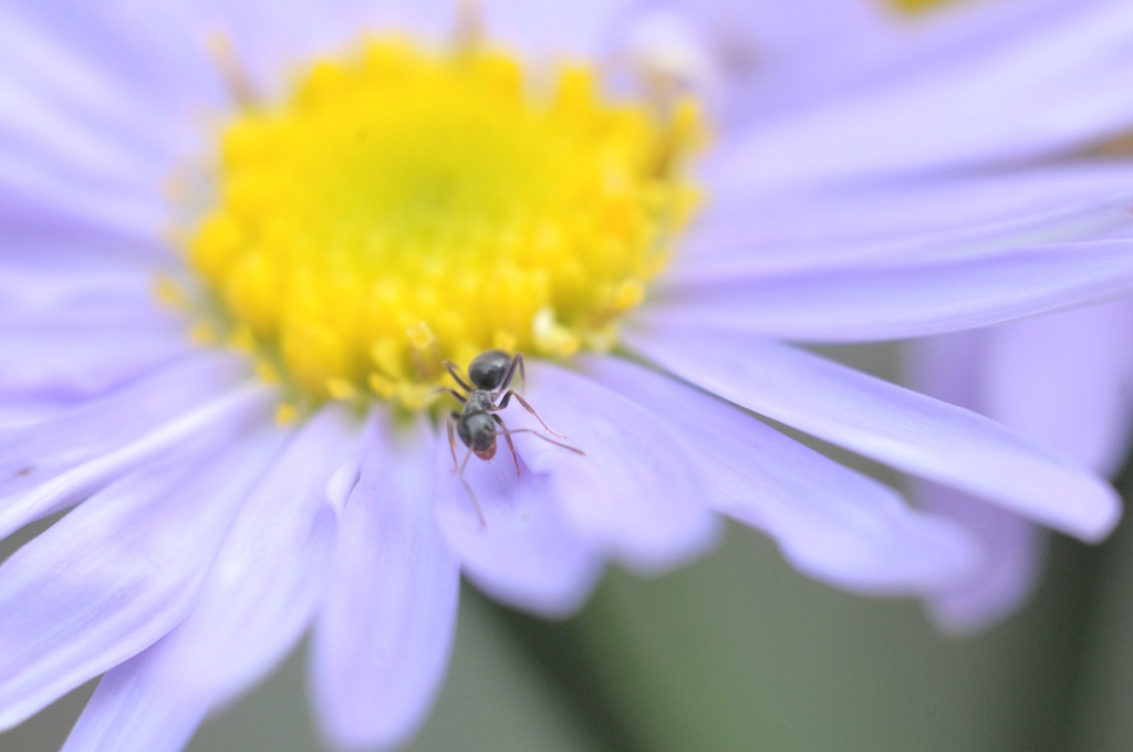 Nikonの接写リングpk 13を買いました マクロの世界を楽しむ Amedia Online Nikonの接写リングpk 13を買いました マクロの世界を楽しむ Amedia Online