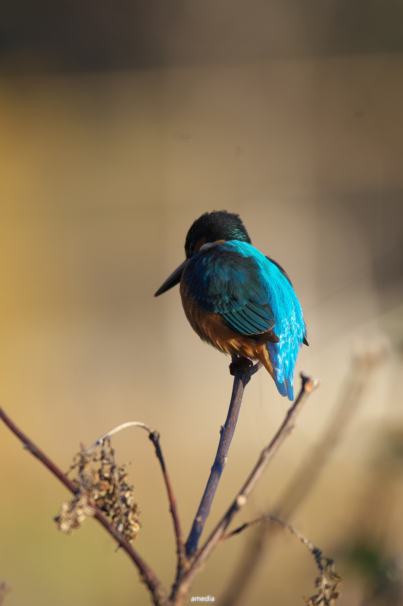 作例・レビュー】Nikon AF-S 200-500mm F5.6E ED VRで野鳥撮影について
