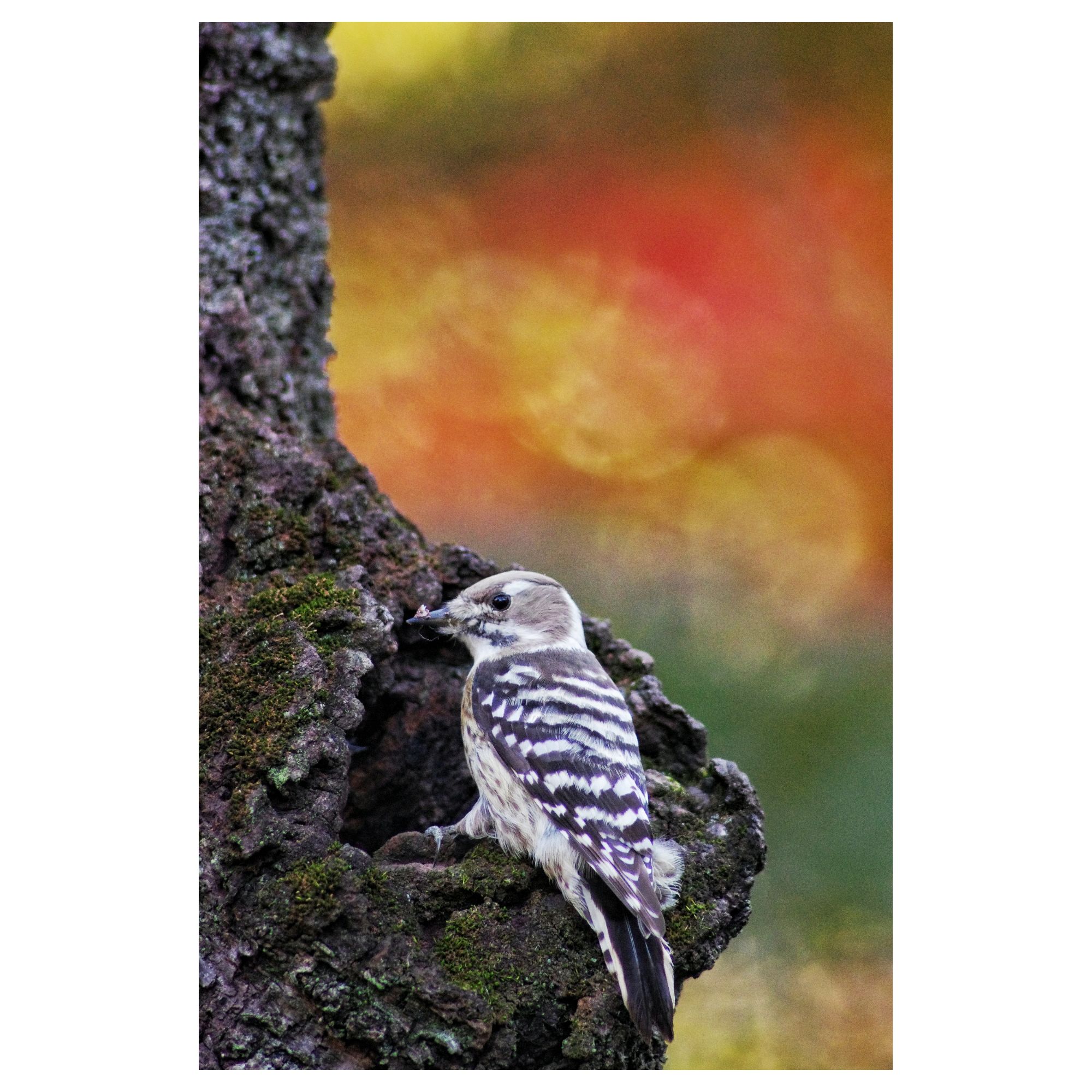 作例・レビュー]tokina af 400mmf5.6 sd at-x(Kマウント) ｜フィルム